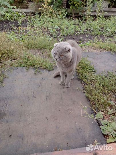 Отдам в добрые руки