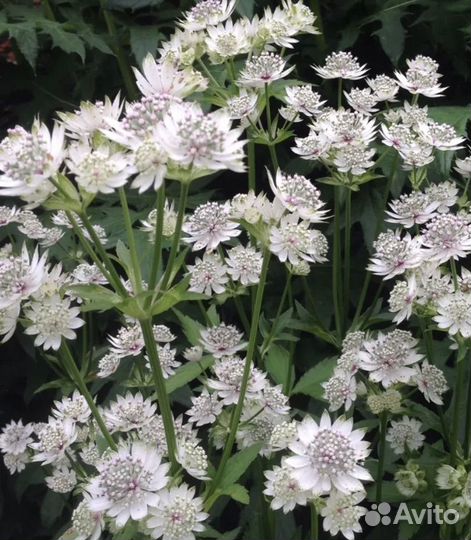 Флокс,примула, камнеломка, астранция, бадан, хоста