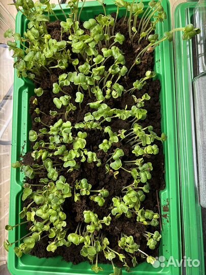 Рассада помидор огурцов редиса