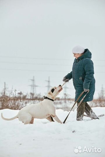 Зоопсихолог, кинолог