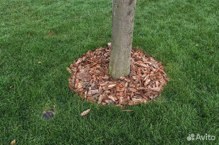 Кора сосновая