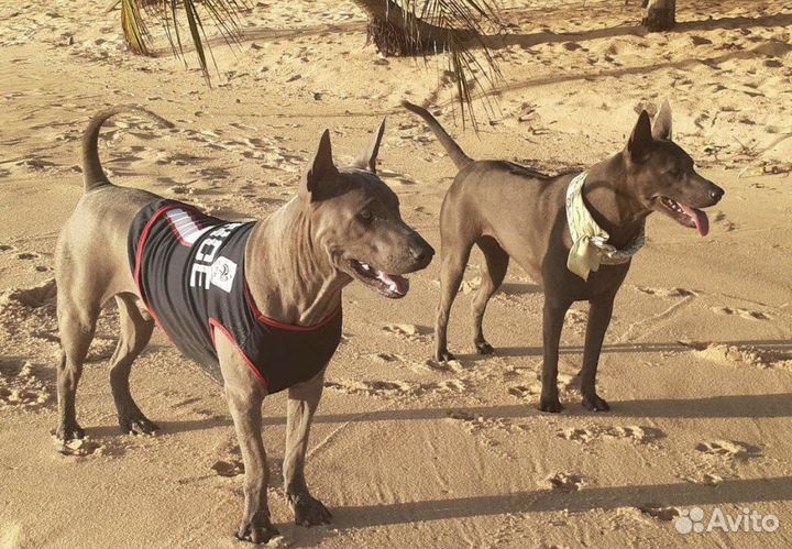 Вязка Тайский риджбек