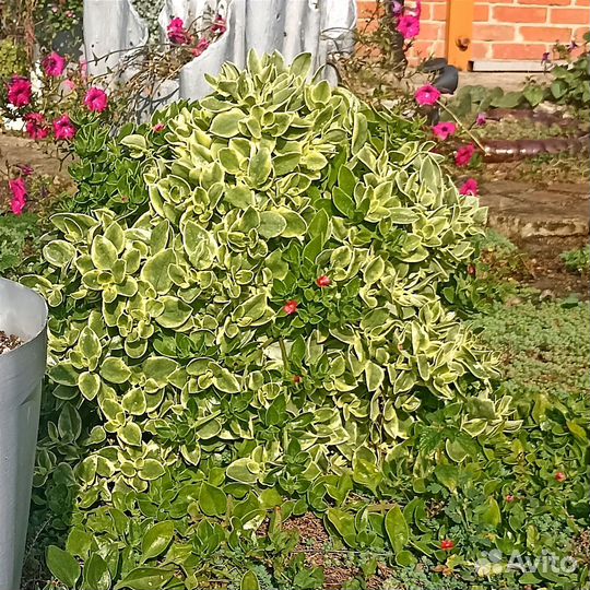 Аптения (рассада)