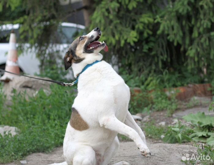 Найда ищет дом