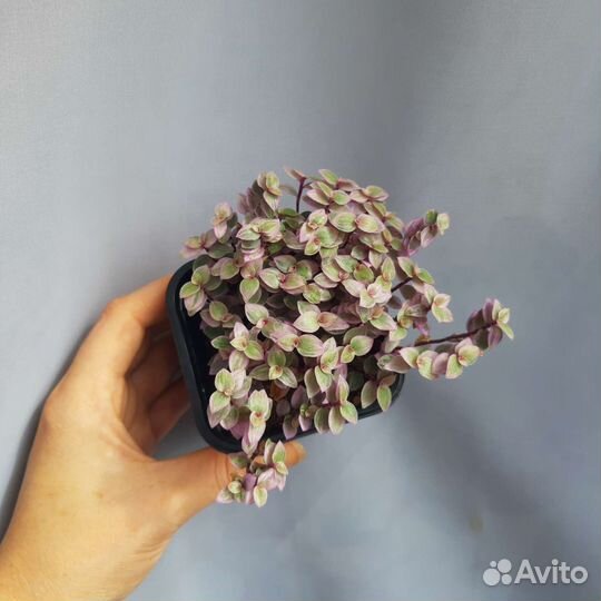 Каллизия розовая пантера