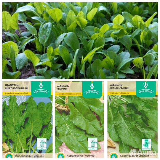 Семена Щавеля 11 сортов Бесплатная доставка