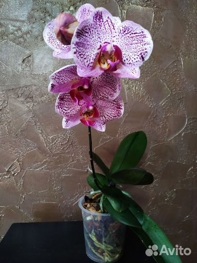 Орхидея фаленопсис