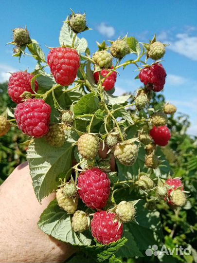 Ремонтантная малина, и летняя ранняя