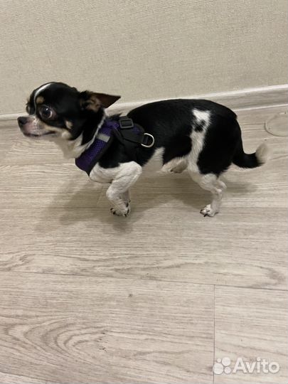 Собака чихуахуа