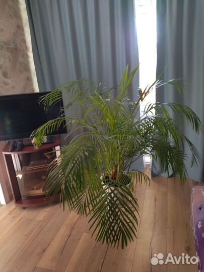 Пальма Арека (Диспис) 160/140