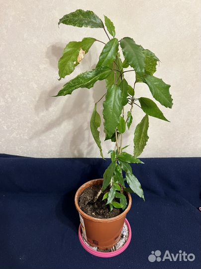 Гибискус Купера вариегатный китайская роза