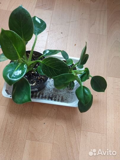 Филодендрон биркин white