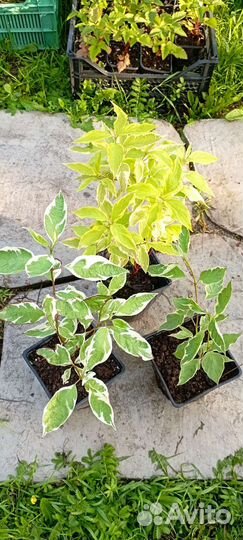 Саженцы дерен в ассортименте