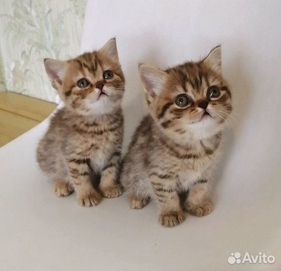 Британские котята