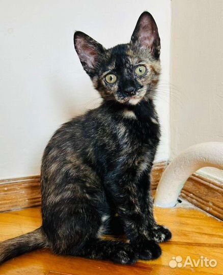 Котята ищут семью