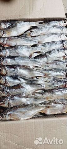 Астраханская вобла