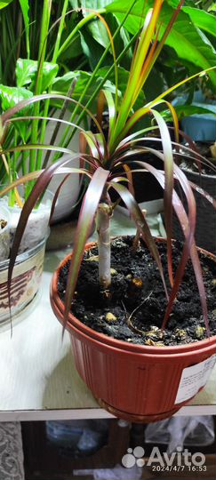 Драцена окаймленная маргината