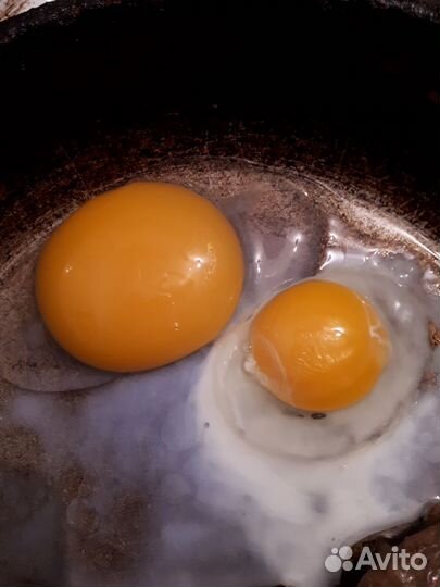 Яйцо гусиное