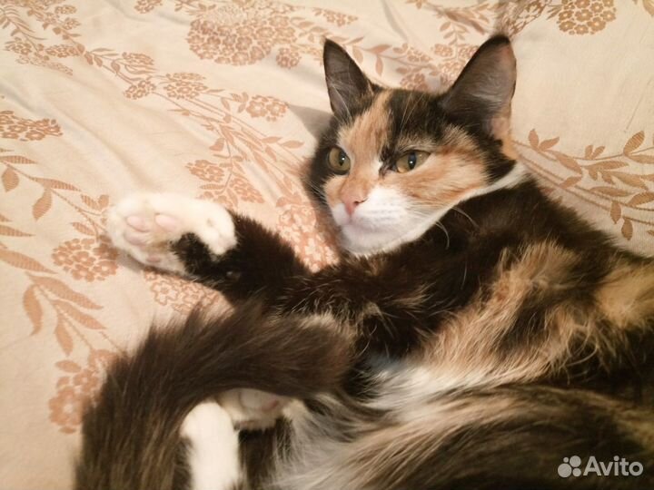 Отдам котенка