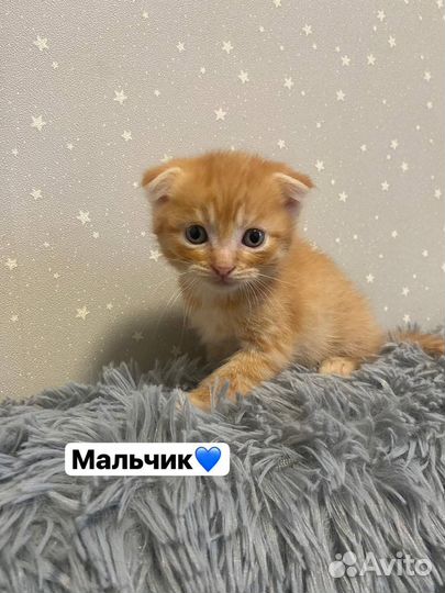 Котята бесплатно
