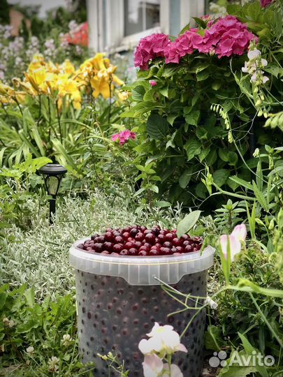 Вишня свежая