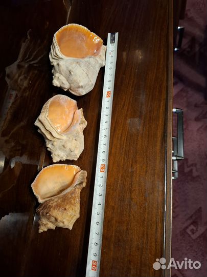 Ракушка большая