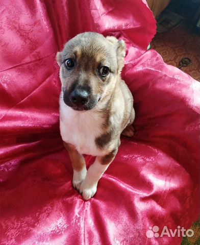 Щенок мальчик