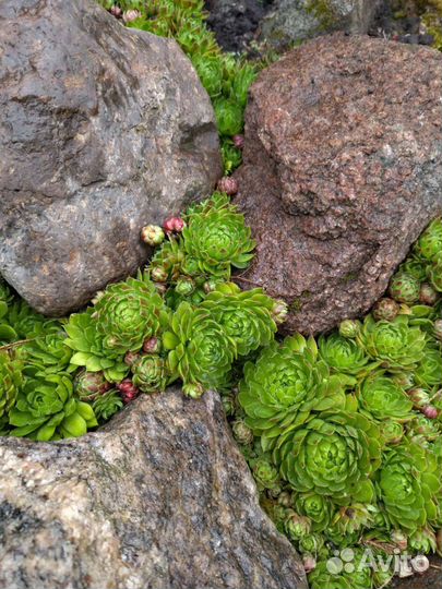 Суккуленты