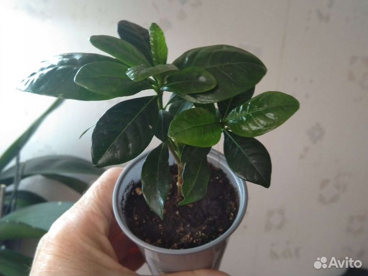 Гардения жасминовидная Gardenia