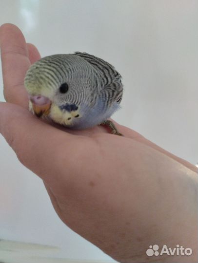 Птенцы волнистых попугаев