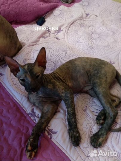 Донской сфинкс