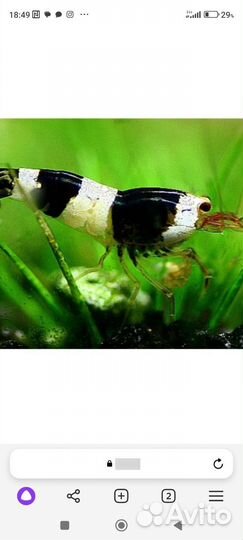 Креветки Блэк кристаллы