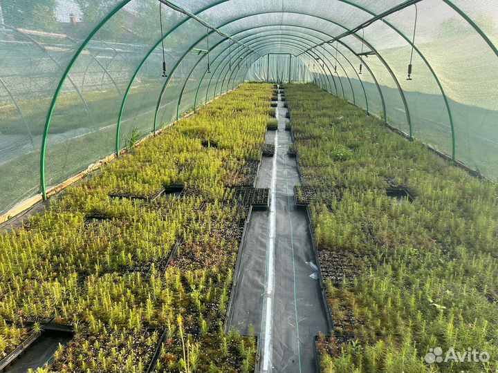 Сеянцы ели европейской окс от производителя