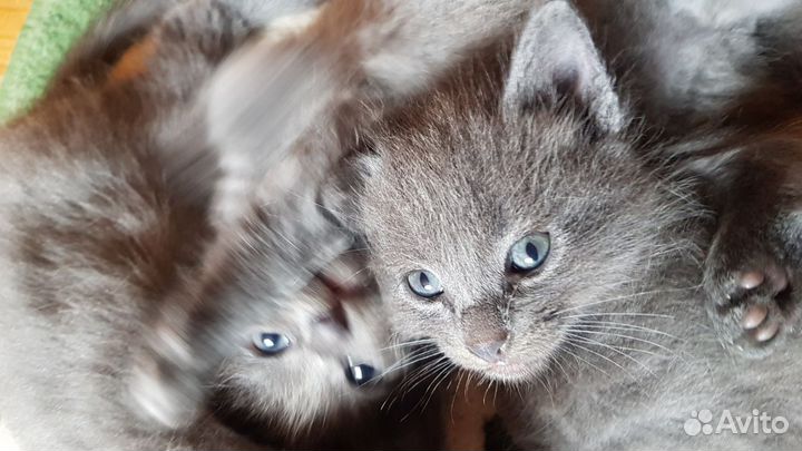 Отдам в добрые руки