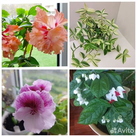 Гибискус, Пеларгония, Клеродендрум, Традесканция