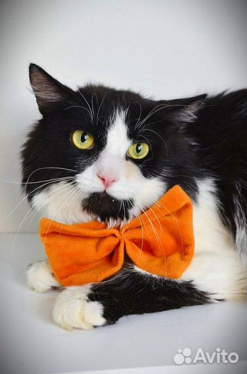 Кот Бородач ищет дом