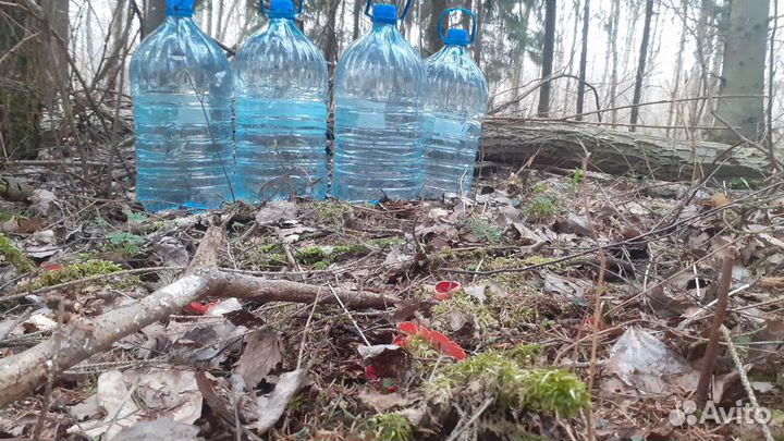 Берёзовый сок и квас