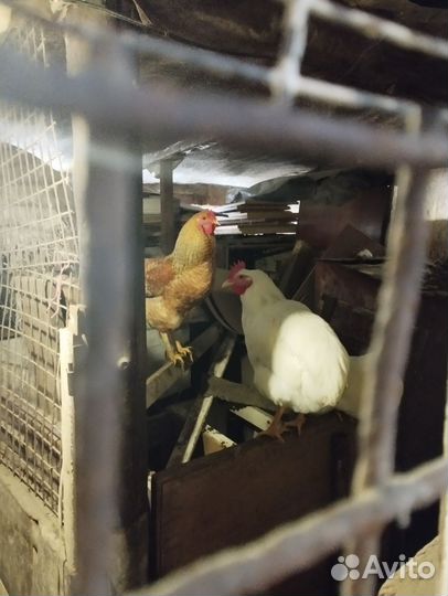 Петухи домашние