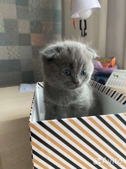 Шотландский вислоухий котенок