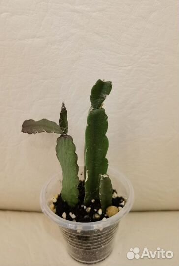 Лесные кактусы