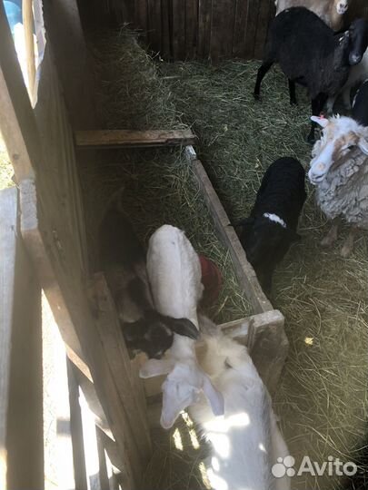 Барашки дорпер