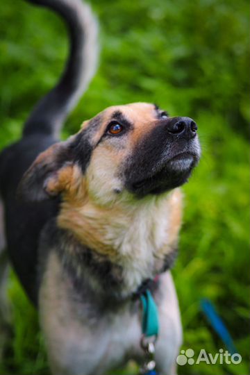 Собаке из приюта нужен дом