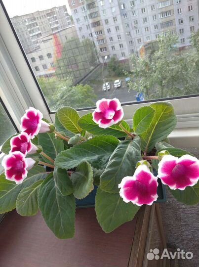 Глоксиния клубни