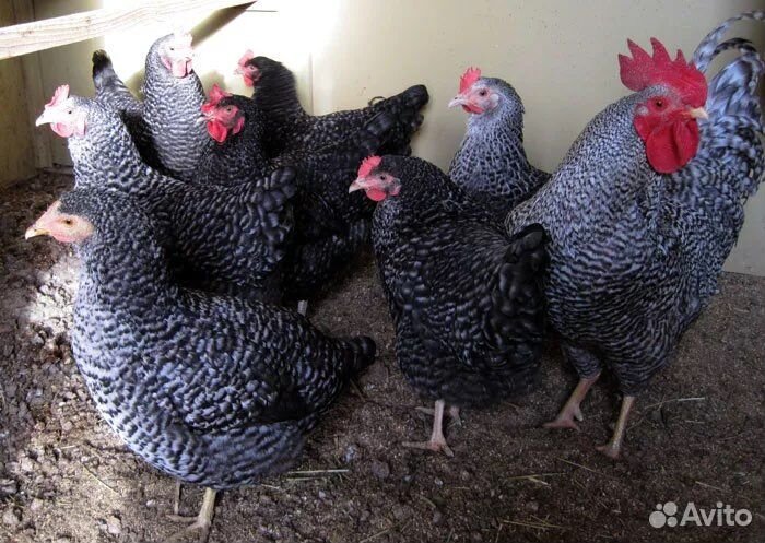 Курицу, молодку,несушку,бройлер, утку