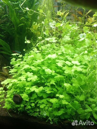 Рыбки растения креветки