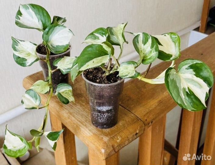 Эпипремнумы и сциндапсусы