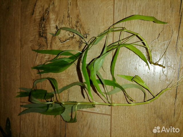 Растения в аквариум. Хелена улитка. Моллинезия