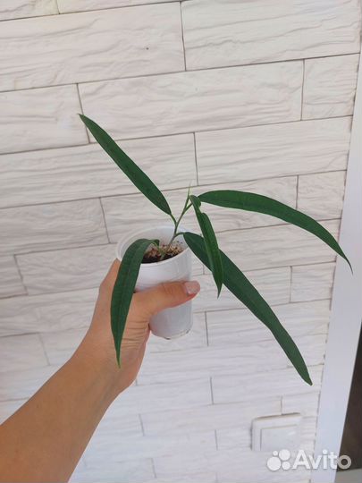 Сортовые фикусы