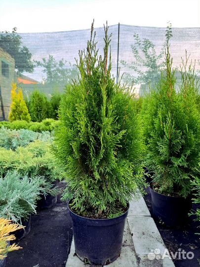 Туя Смарагд 60-70 см