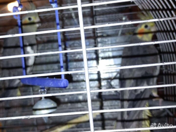 Пара попугаев корелла